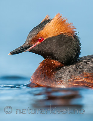 BB 10 0374 / Podiceps auritus / Horndykker